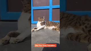 Cat Chintu🐱 |#cat #pets #youtubeshorts