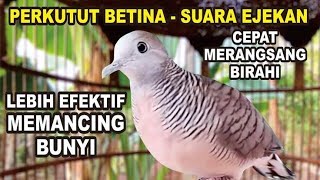 Perkutut Betina memanggil Jantan Suara Bagus untuk pancingan perkutut lokal gacor yang Malas Bunyi