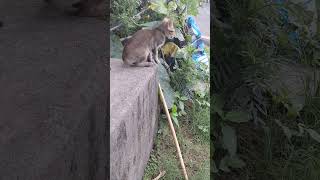 Cat Walking on the ground #catlover #tiger