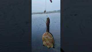 🔴தூண்டிலில் சிக்கிய ஆமை குஞ்சு..!😳😱#tortoise hooked..!!😳😱🔥#shorts #fishingvideo #fishinglife