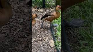 Whistling Ducks Are Too Cute!  The Aviary at Santa Fe College Teaching Zoo in Gainesville