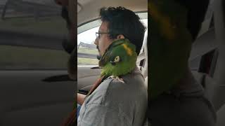 Cutest pet parrot preens herself while on a drive | Pneuma, the Yellow Collared Macaw feels comfy