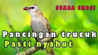 Trucuk manapun akan nyahut emosi mendengar ini.