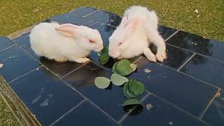 Cute rabbit full video