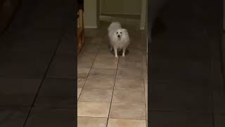 More dance moves from American Eskimo Dog