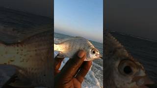 Taste vera level..👌ஊடான் மீன்..silver belly fish..🎣🔥😋#fishinglife #shorts