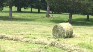 An Overview Of Round Baling - Day 3