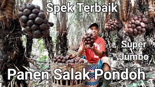 Salak Pondoh Panenan Hari ini Sangat Super