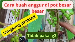 tidak pakai ga3 cara agar buah anggur di pot besar besar!! langsung praktek