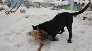 Неаполитанский мастиф Маля. Играет с крупным кобелём. /Neapolitan Mastiff Malya.  Plays with a large