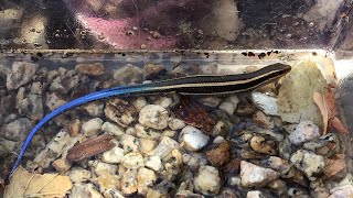 Catching a western skink! Hard to find