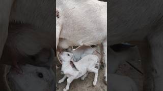 maa jesa koi nhi #shorts #viral #bakra #goat #babygoats