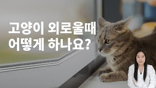 고양이외로움 느끼는 순간이 있을까요?