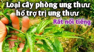 Loại cây phòng ung thưư, hổ trợ trị ung thưư. PHAN HẢI Vlog