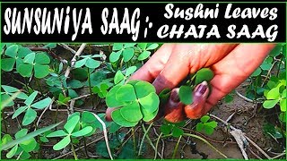 SUNSUNIYA SAAG II How to Cook Sunsuniya saag ( Sushni Leaves ) Chaata Saag Recipe...