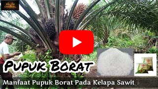 Manfaat Pupuk Borat Pada Tanaman Sawit