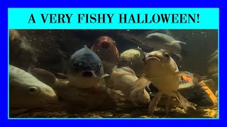 Episode 67 - Scary Fish-Keeping Stories for Halloween! Creepy Tales From The Tank.