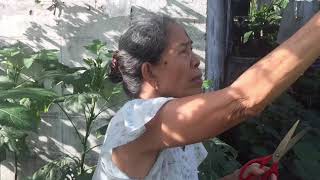 Harvesting vegetables with Grandma