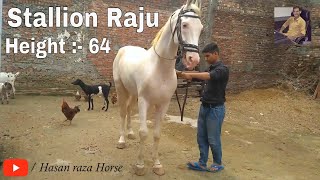 Stallion Raju  || Punjab Champion  ||