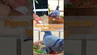 Pigeon breeding process step by step | pigeon breeding video | highflyer pigeon | #pigeons #birds