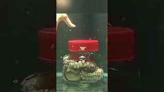 Octopus को आप कभी कैद नहीं कर सकते.! #fact #viral#short