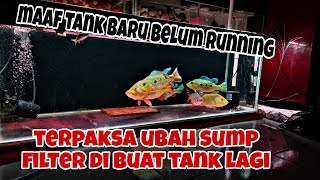 Tank Baru Alami Kendala. kondisi Ikan Predator saat Ini .terpaksa sumpfilter Lama kembali jadi Tank.