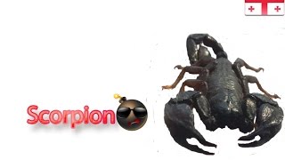 Scorpion