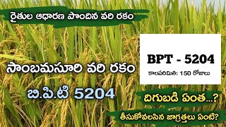 సాంబమసూరి BPT - 5204 Vari రకం || BPT 5204 PADDY VARIETY || SAMBAMASURI PADDY || TELUGU RAITHU TIPS