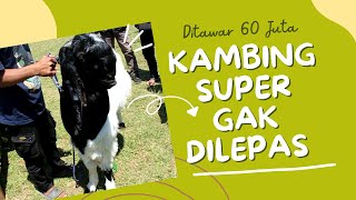 Kambing Etawa Terbesar 2023 Ditawar 60 Juta Nggak Dilepas