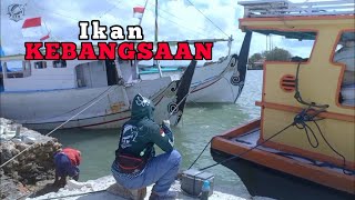 HUT RI 77!!! Mancing Baronang Ikannya pada ngumpul kayak ikut UPACARA