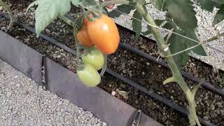 HOW TO TAKE CARE OF YOUR TOMATOES ACCORDING TO TYPE #greenhouse #hydroponicsfarming #tomato