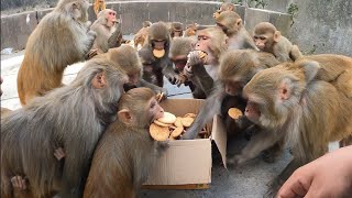 Monkey game | funny video | comedy video | monkey | bandar | entertainment video