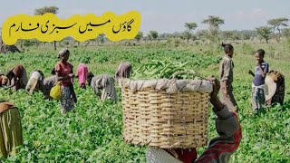 Village vegeitable farm||vegeitable farming in pakistan|organic vegeitable|Badwal Desi vlog|