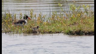 Austernfischer mit Küken Kiesgrube Laußig, Nordsachsen, oystercatcher