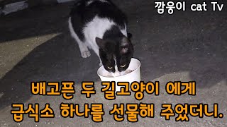 날이 새도록 하염엾이 나를 기다리는 열여덟 마리 길고양이