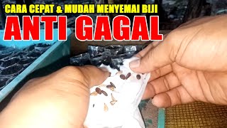 Cara Jitu Menyemai Cabe, Anggur, Semangka. #Part2 : Berkebun di Pekarangan.