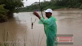 banyaknya tarikan udang galah || The pull of many gaff shrimps