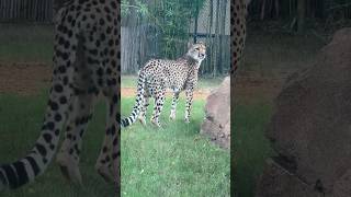 Cheetahs hunt primarily during the day, using exceptional eyesight to spot prey from a distance.