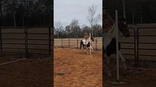 The difference between Prince now and my first ride on him #equestrian #horse #horsebackriding