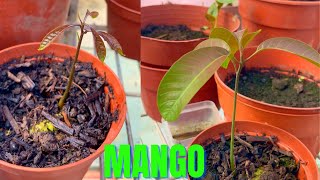 mango growing from seed london #shorts