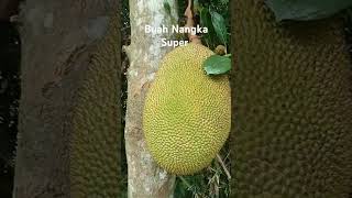 Buah Nangka nya