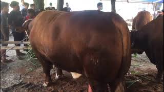 SAPI QURBAN 1,3 TON DI TEGAL