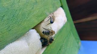 Bienen Slow Motion Makroaufnahme