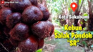 Kebun Salak Pondoh Sukabumi | Main ke Kebun Paman Petik Salak Pondoh Langsung