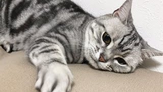 😂 Funniest Cats and Dogs Videos 😺🐶 || 🥰😹 Hilarious Animal Compilation №544