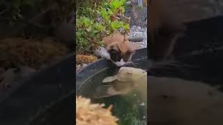 Persahabatan ikan dan kucing