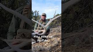 SHED HUNTING UTAH 2022 (FIRST ANTLER OF THE YEAR) BIG Elk Sheds!