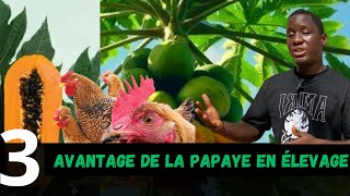 Pourquoi utiliser les feuilles de papaye en élevages de poule ???