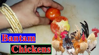 Can Bantam Chickens Eat Tomatoes ? | Chicken Food | Chicken Feed | Pets Food and Care