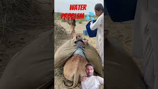 Camels Delivering Water in the Desert! 🐪💧 | Essential Desert Survival | #waterpouring #shorts